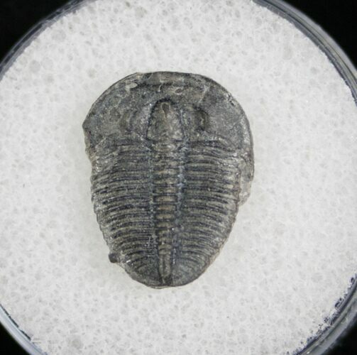 / Elrathia Trilobite Fossil - Utah #6710